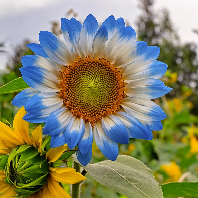 Éjféli lángolás napraforgómag