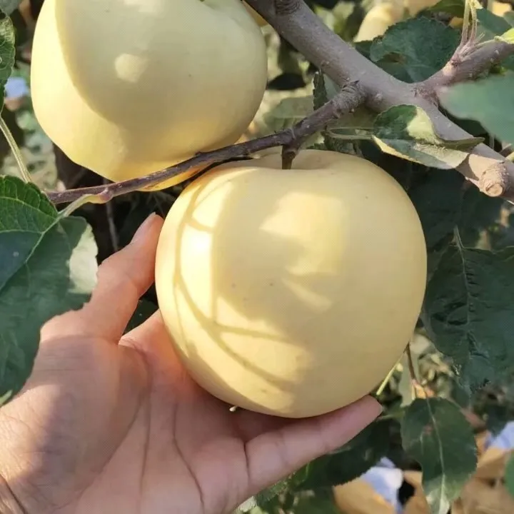 Aranyalma magvak, 90%-os túlélési arány