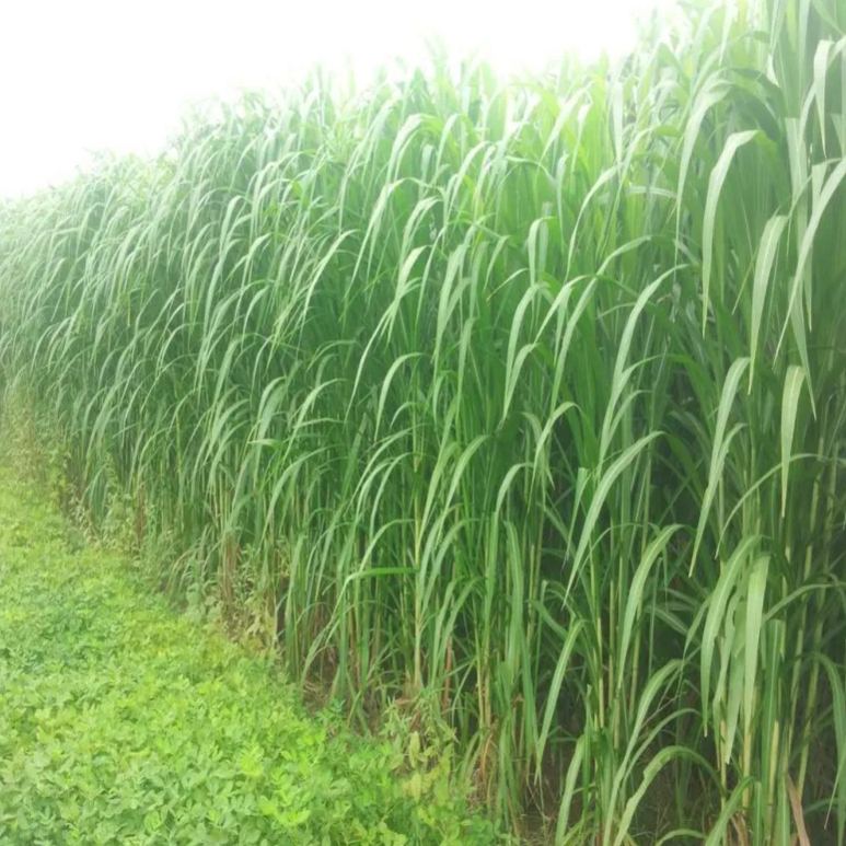 🌿Cirok-szudáni fű hibrid fajta ✅Magas hozamú takarmánymag