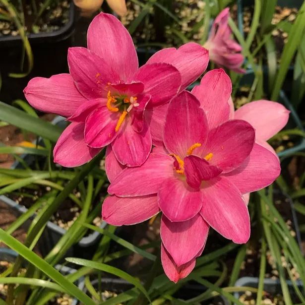 Esőorchidea hagymák – virágzás egy újabb eső után