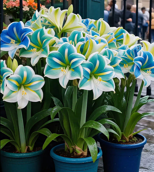 Illatos amarillisz hagymái dupla szirmokkal